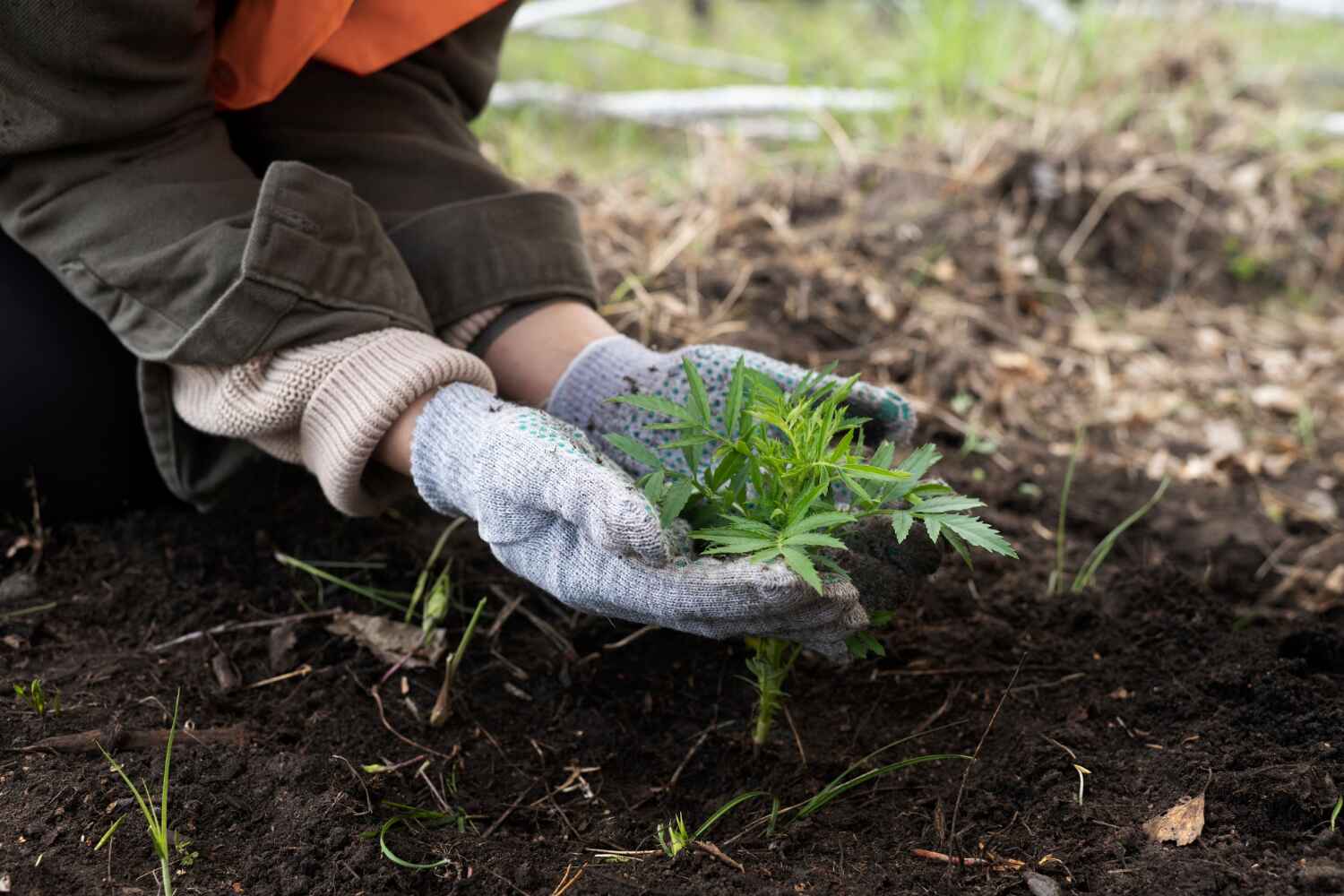 Best Tree Pruning Services  in USA